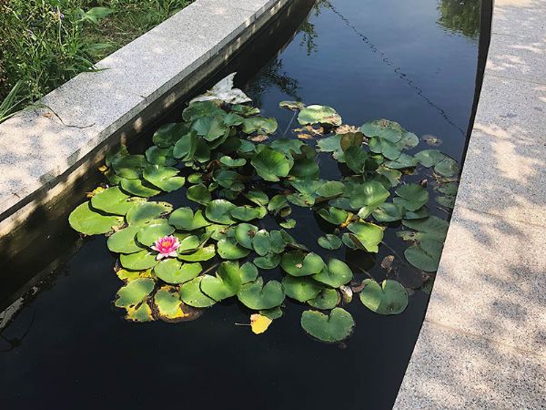 山東天朗環保后花園