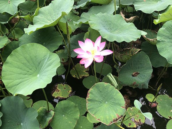 山東天朗環保后花園